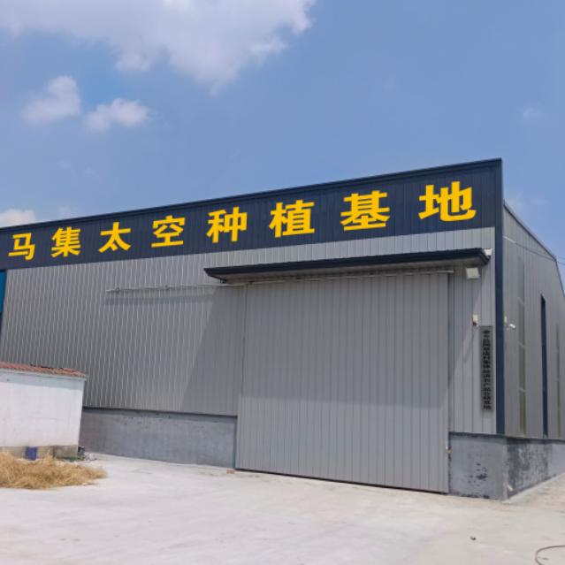 金乡 小橙