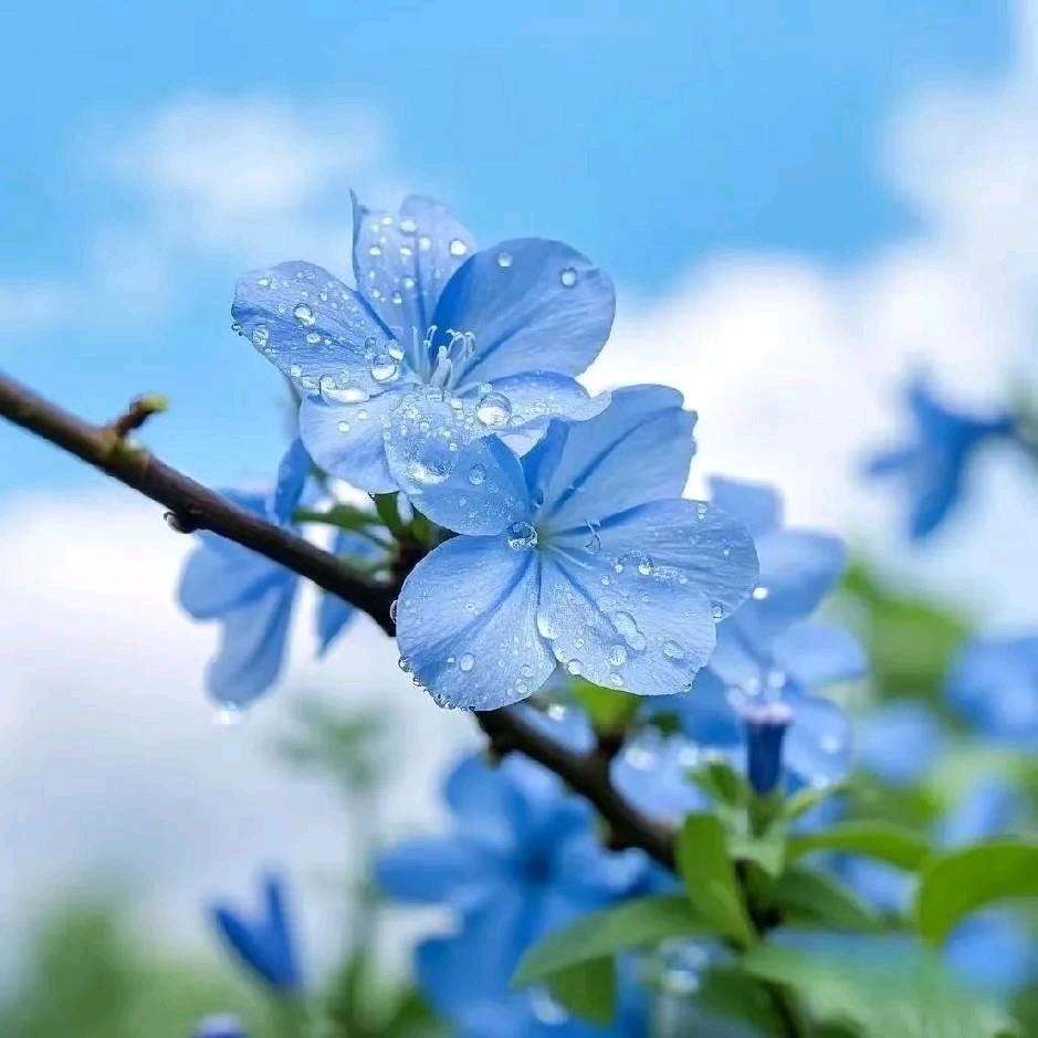 黄牛博莱无敌战