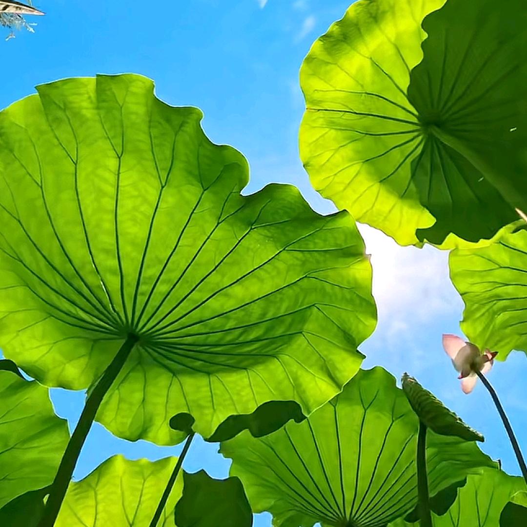 挽风揽星河