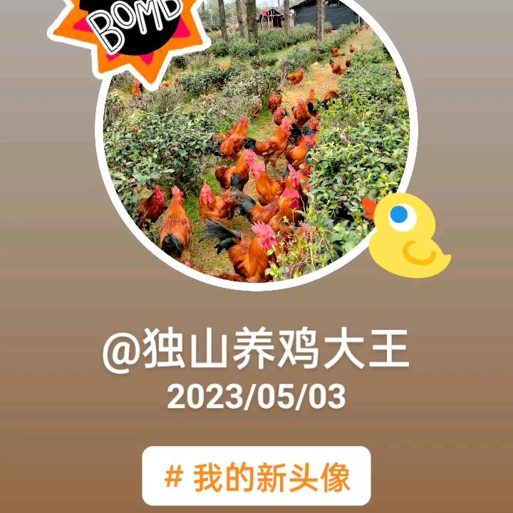 独山养鸡大王