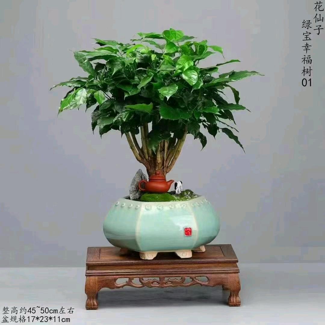 广州绿植基地批发零售