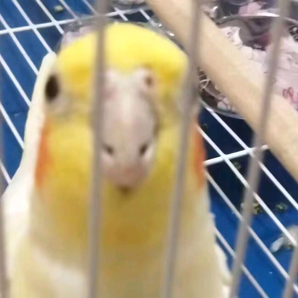 彗落