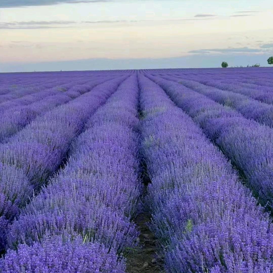 安飧部落🌾🌾