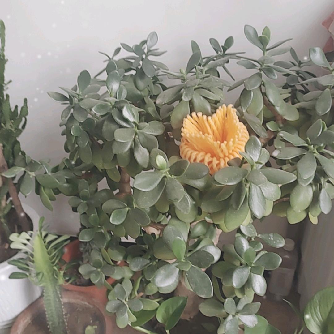 《农村娃》低调👉单亲爸爸