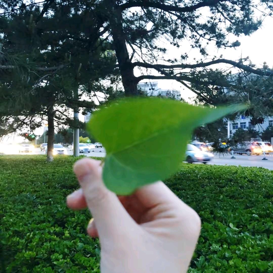 未来之光，