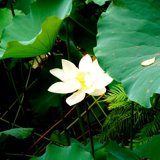 我算哪块小饼干