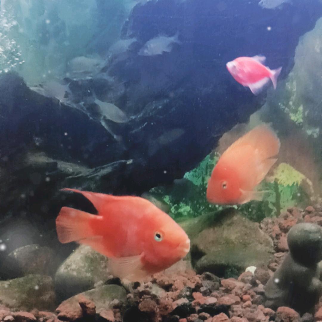 煕宇