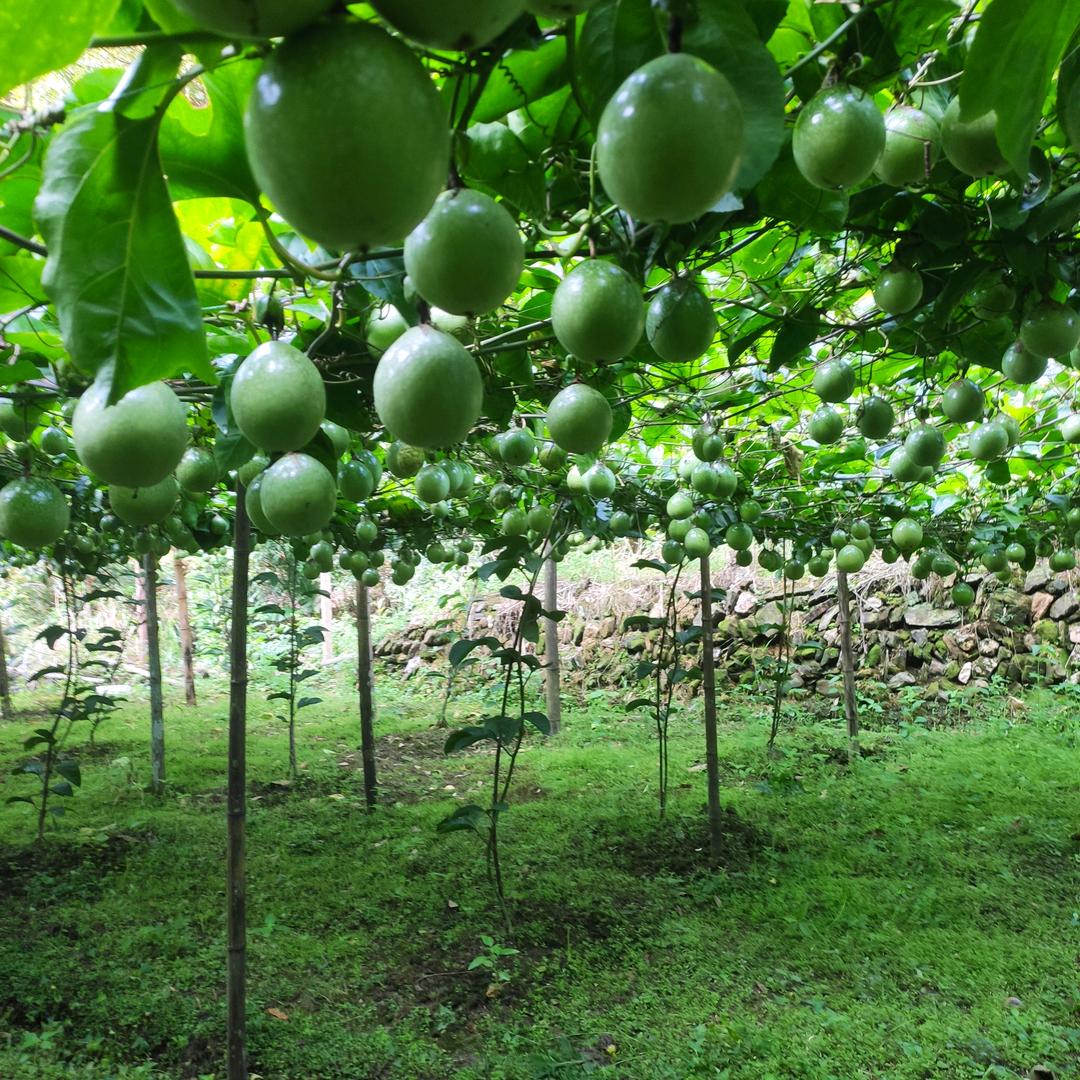 基地种植果农