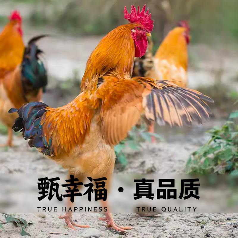 甄幸福山野优选