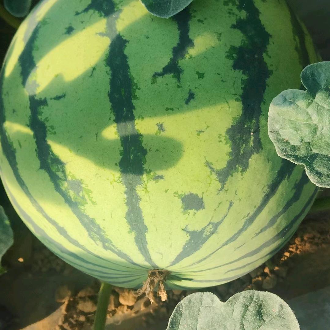 忻州西瓜🍉甜瓜供应链
