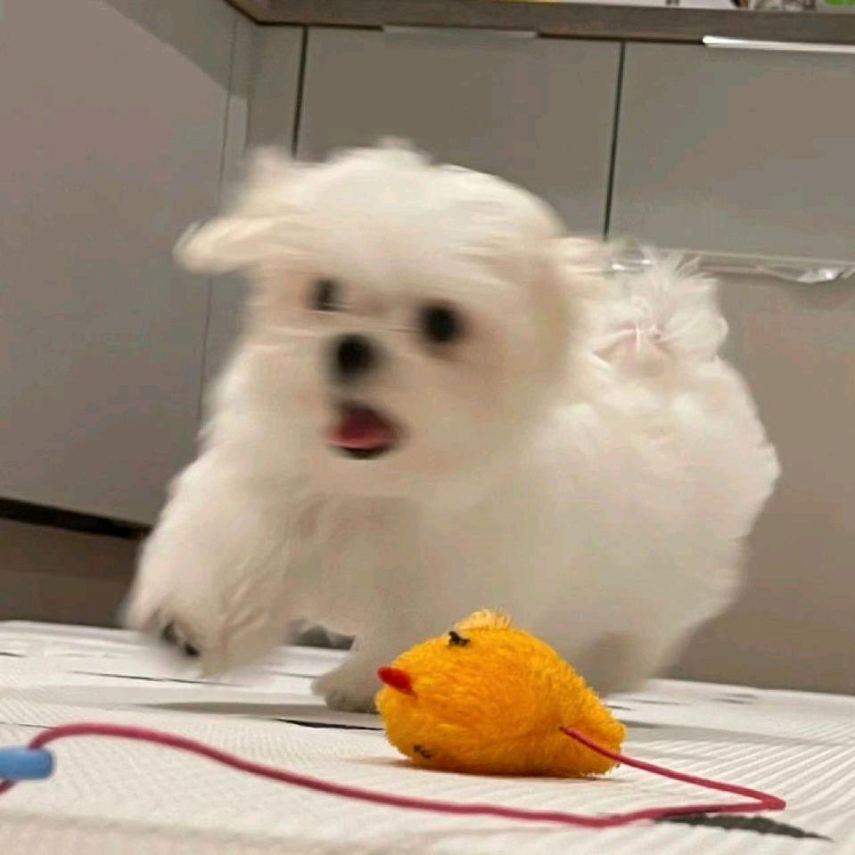 芦苇鹿鹿