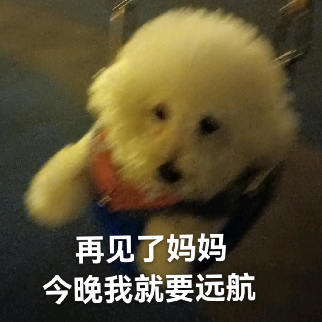 爱吃鸡蛋羹