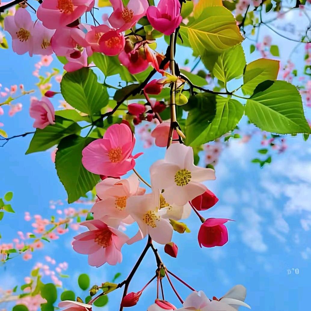 得意洋洋