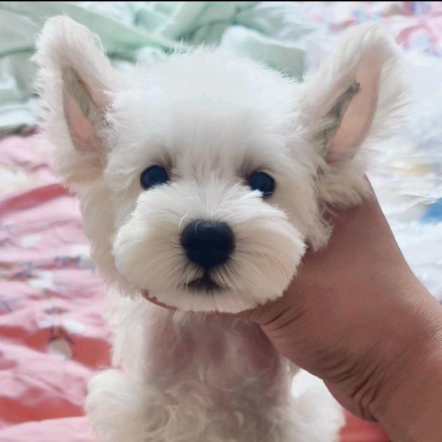 稳。
