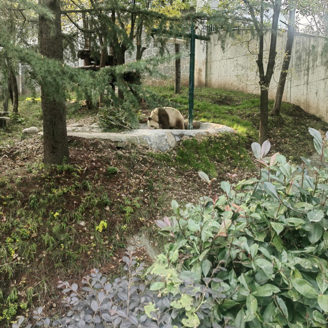 国宝熊猫（研植花卉）