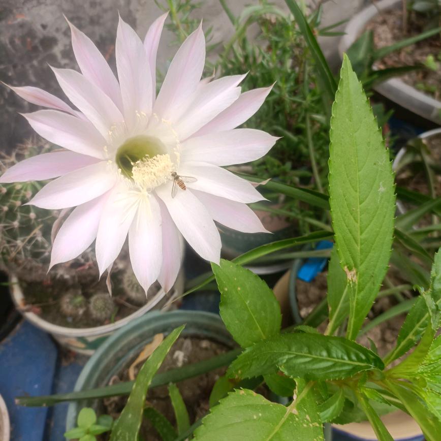 蒙福