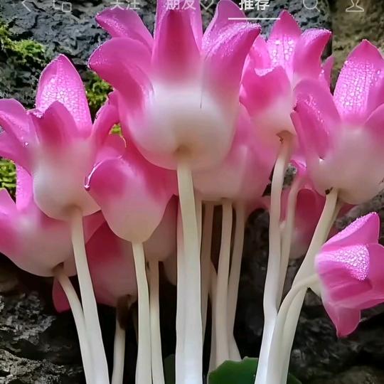 昕姿日化