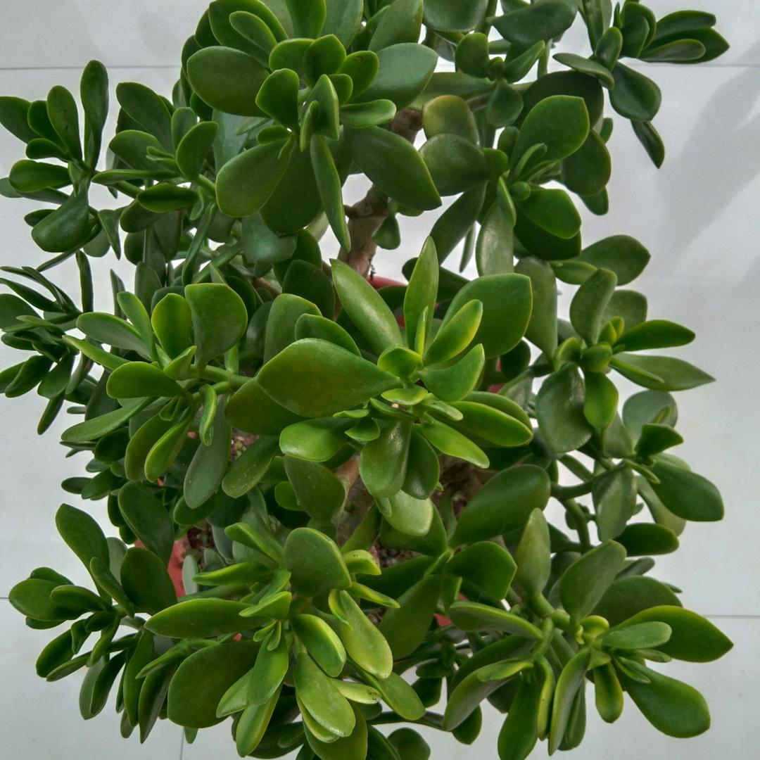 光荣