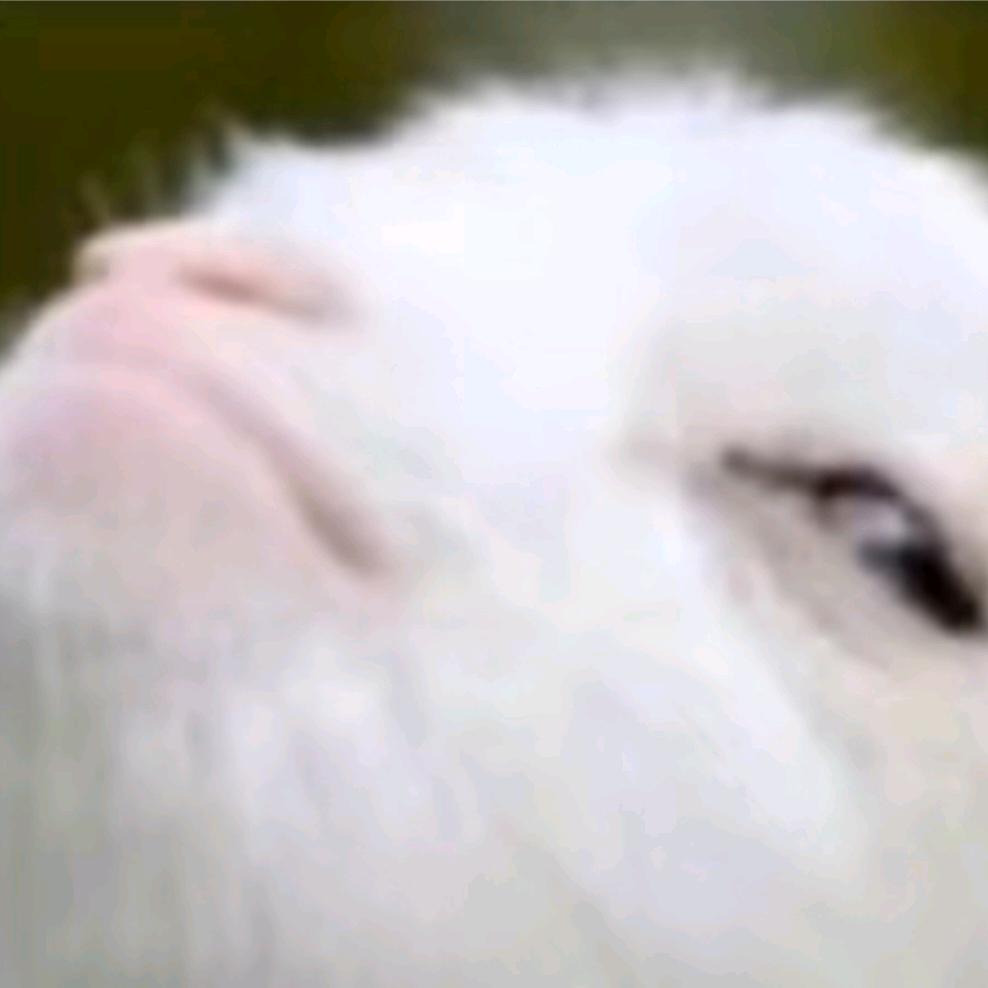 小小羊