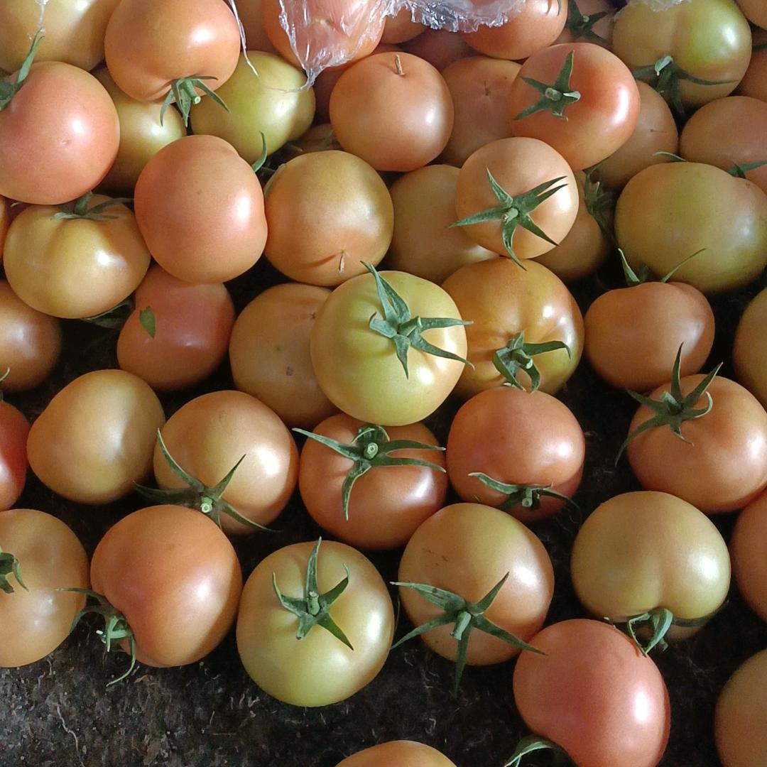 太谷任村二小西红柿代办🍅