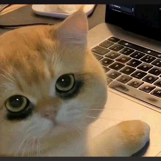 果茶^0^绿茶