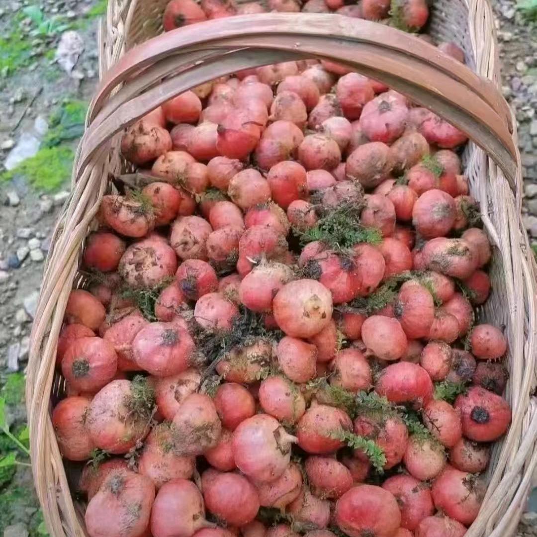 黄莲