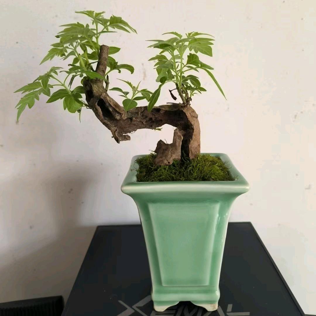 狼哥