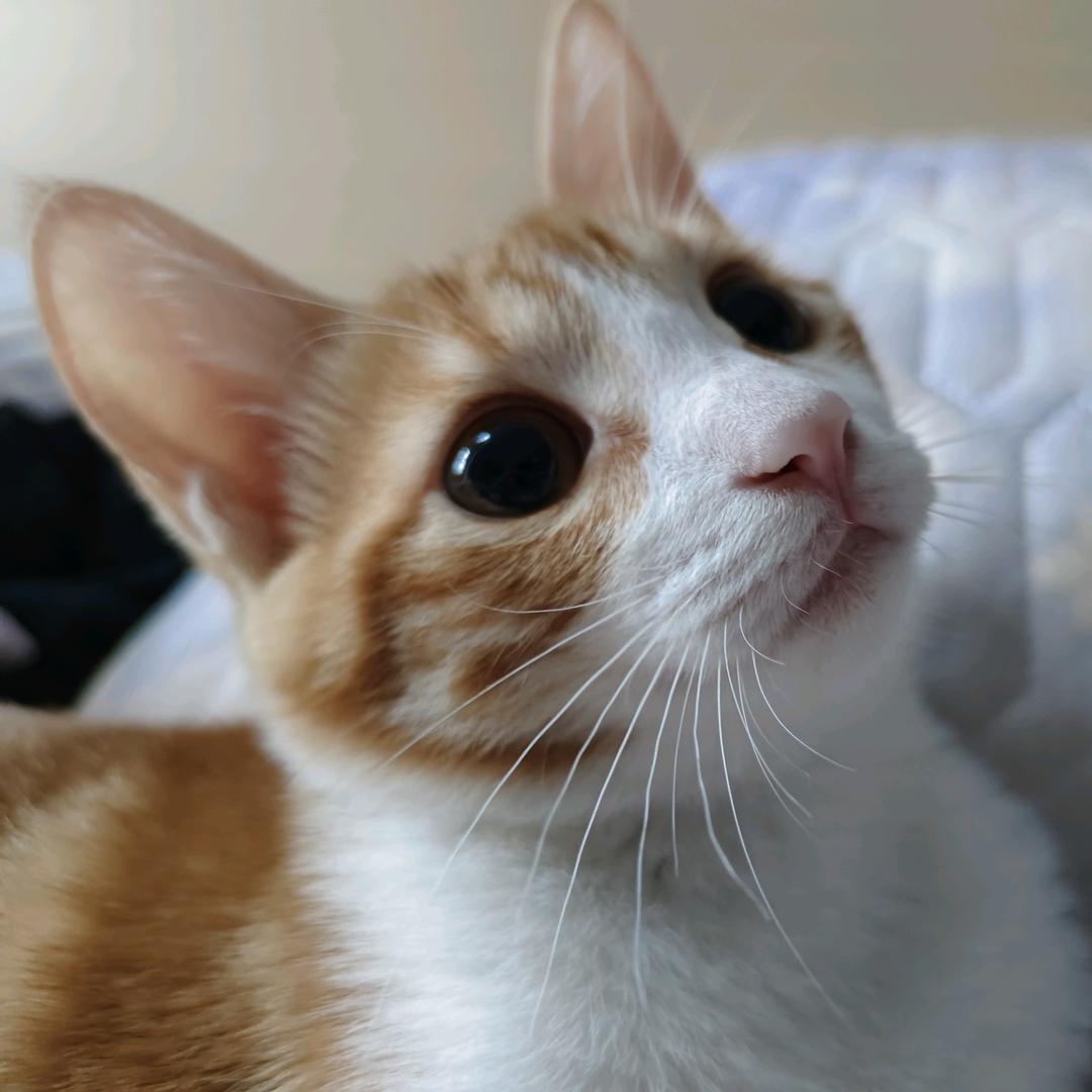 糖豆的日常生活