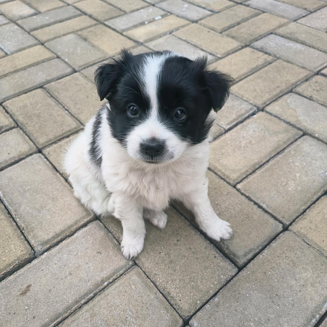 边牧^O^小可乐❤️