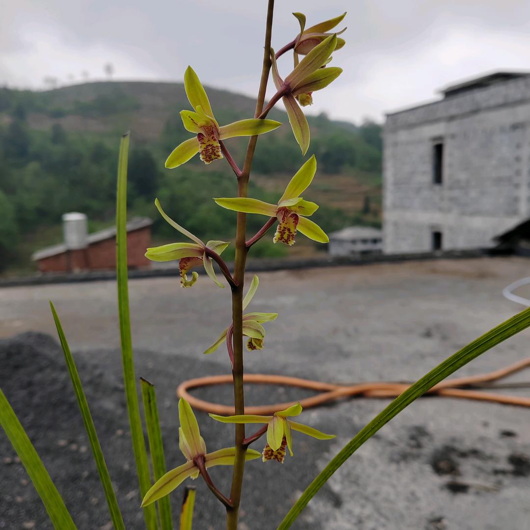 静待花开（蕙兰）