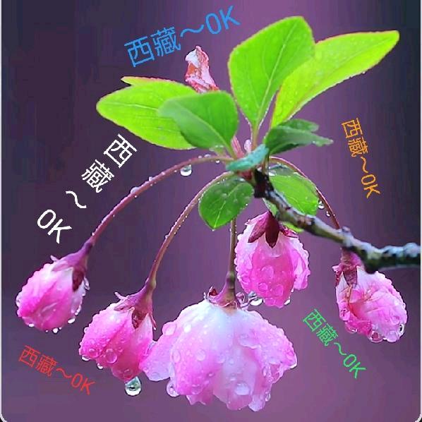 西藏～OK