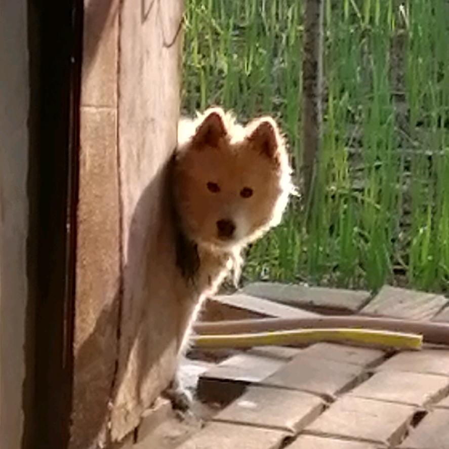 🐶11