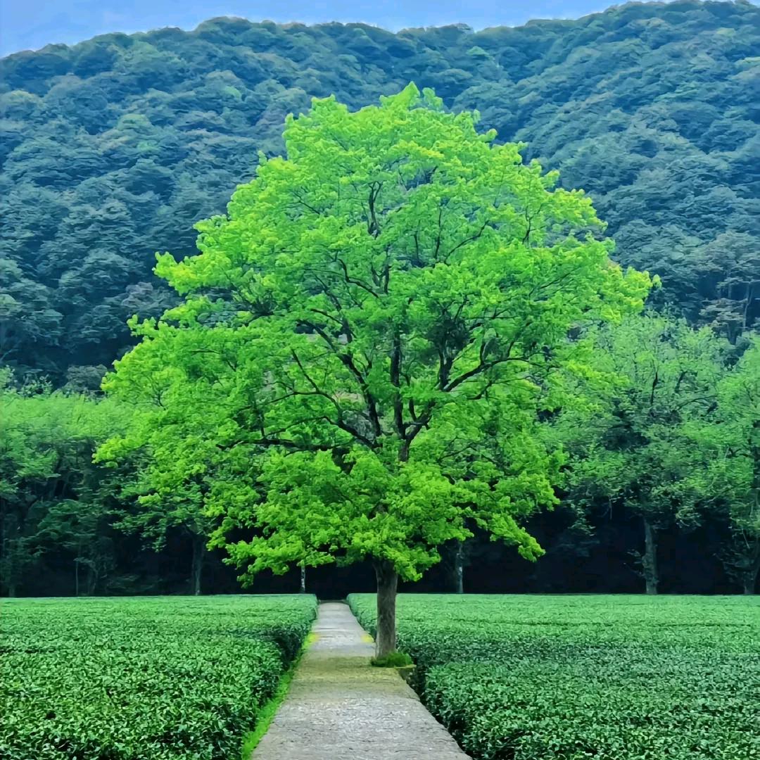 风中笑 🍀