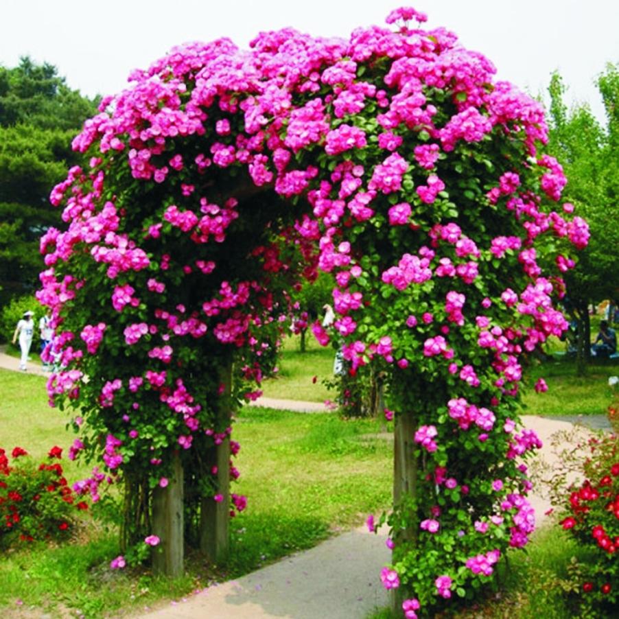 月季花海