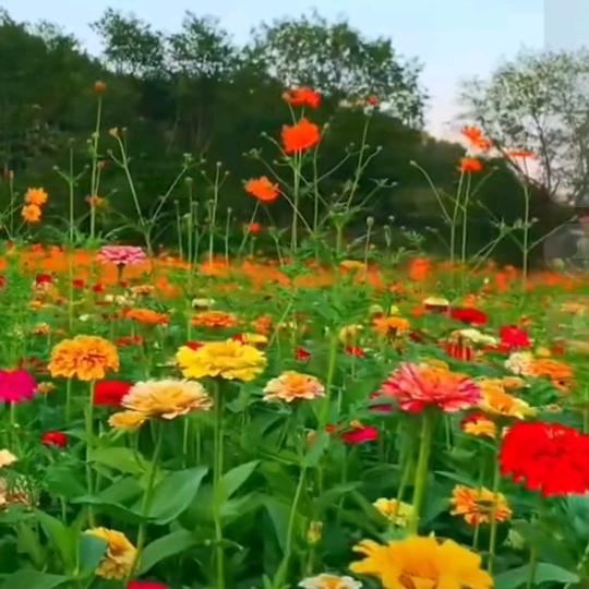 习惯陈自然