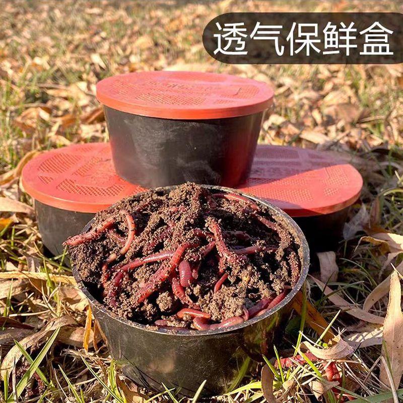 养蚯蚓的芳姐