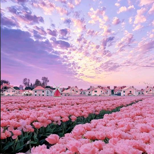 老人与花
