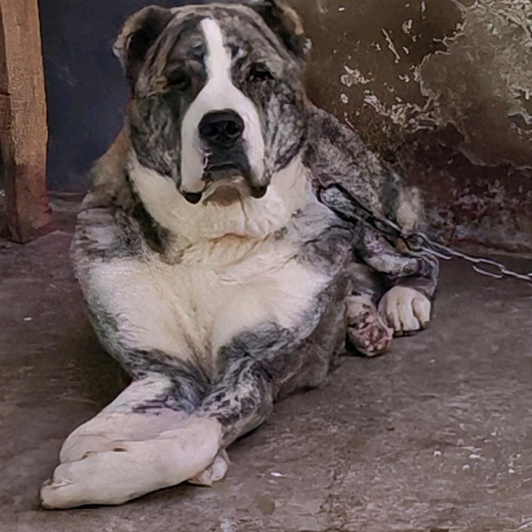 昊锐汽修 汽配（中亚猛犬繁殖）