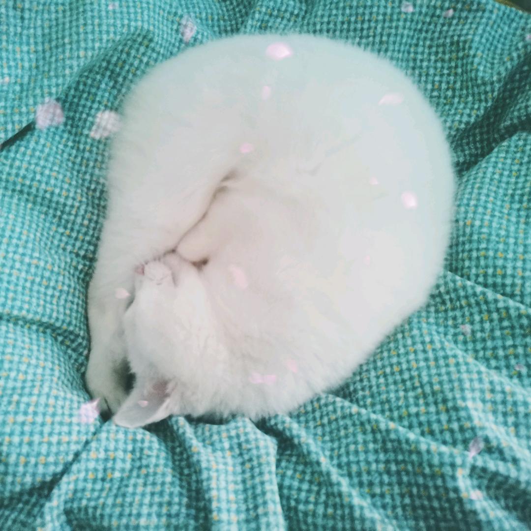 社恐的猫