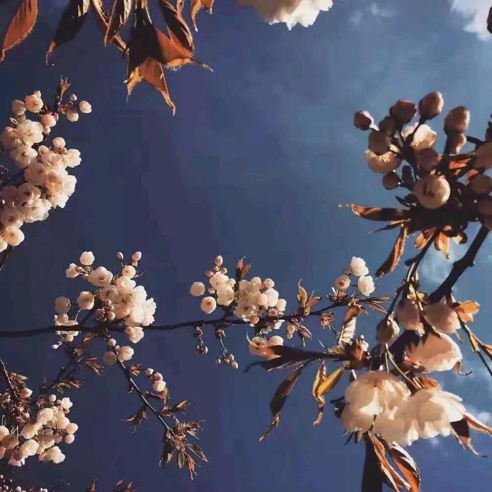 晚诗