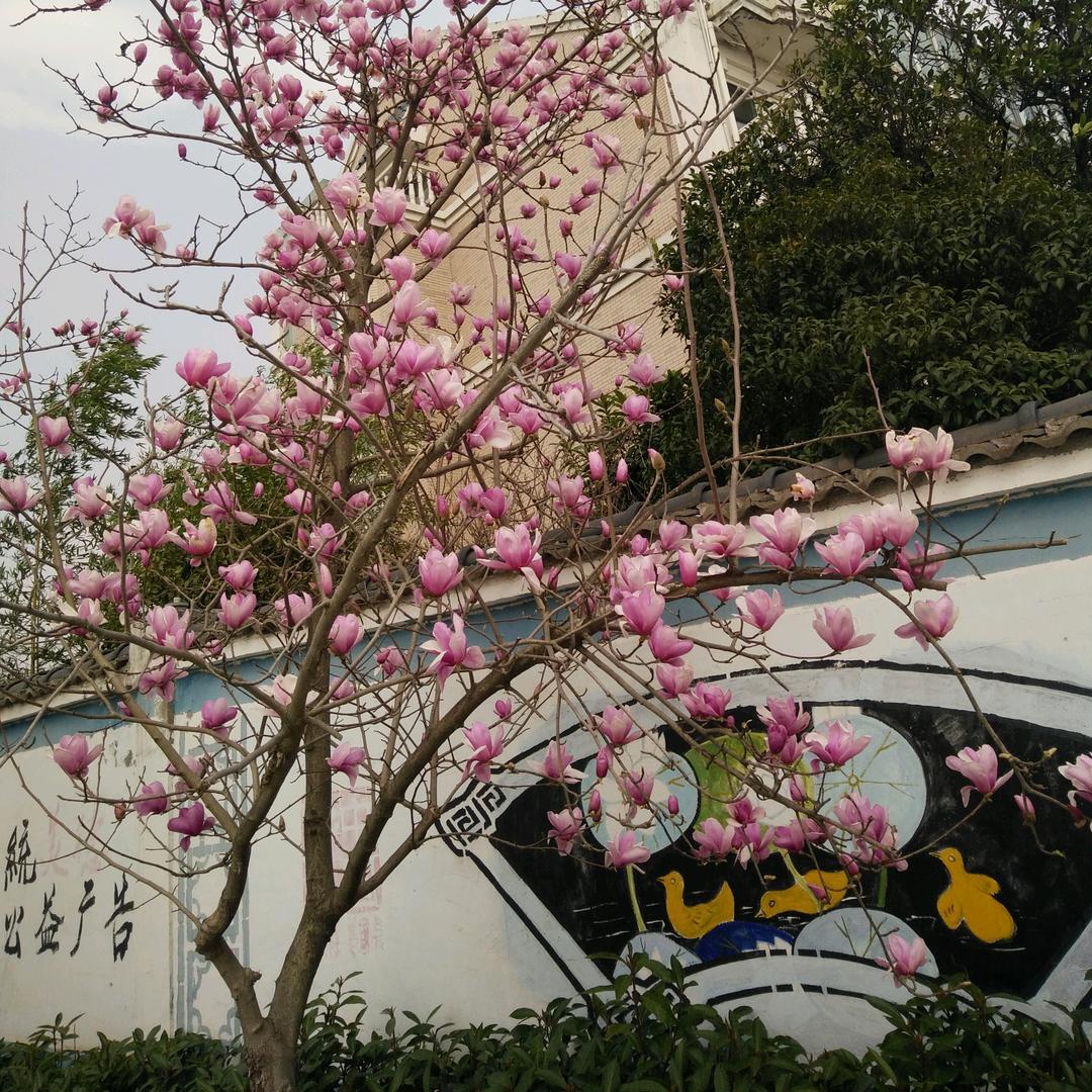 莓泥不行ʸᵃ
