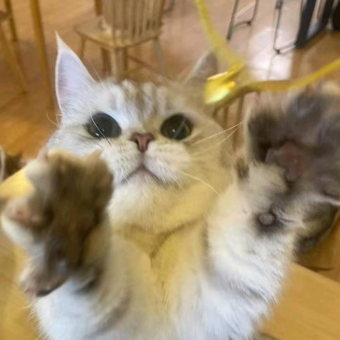 喵庙猫咖（直播号）