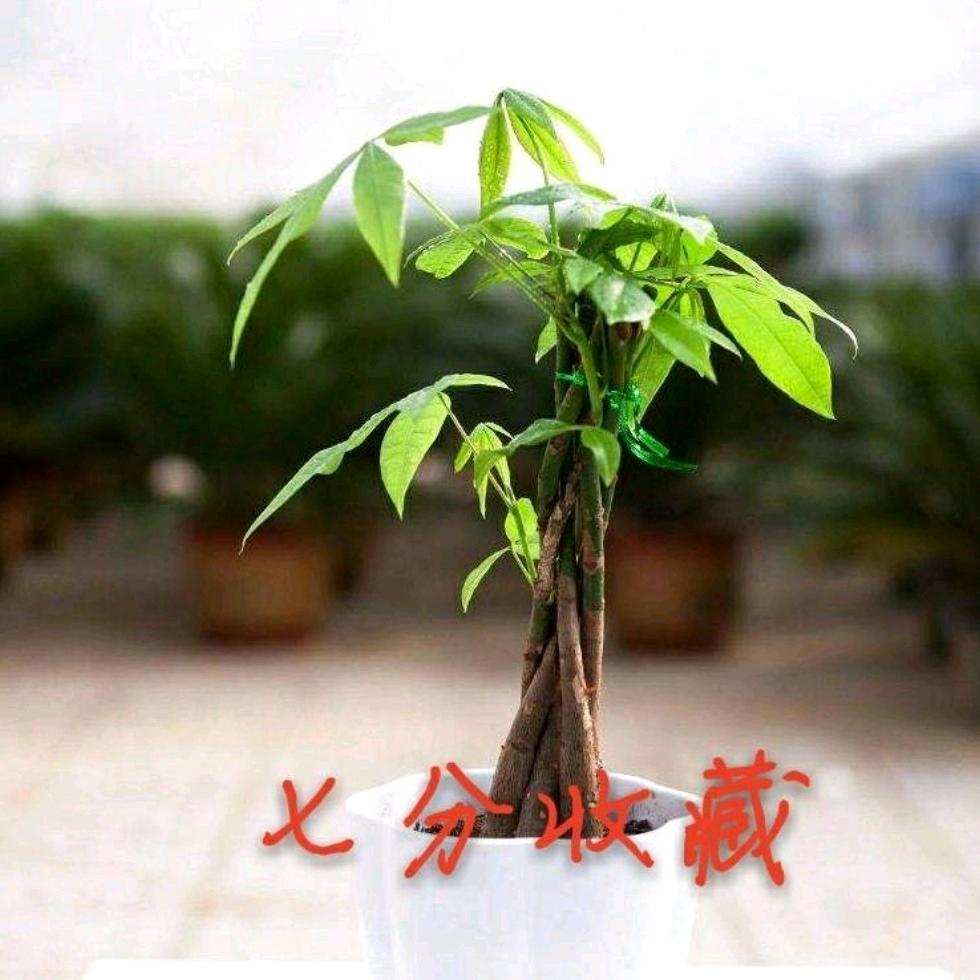 七分收藏