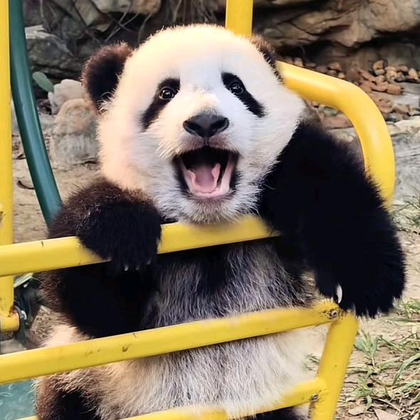 🐼肥嘟嘟
