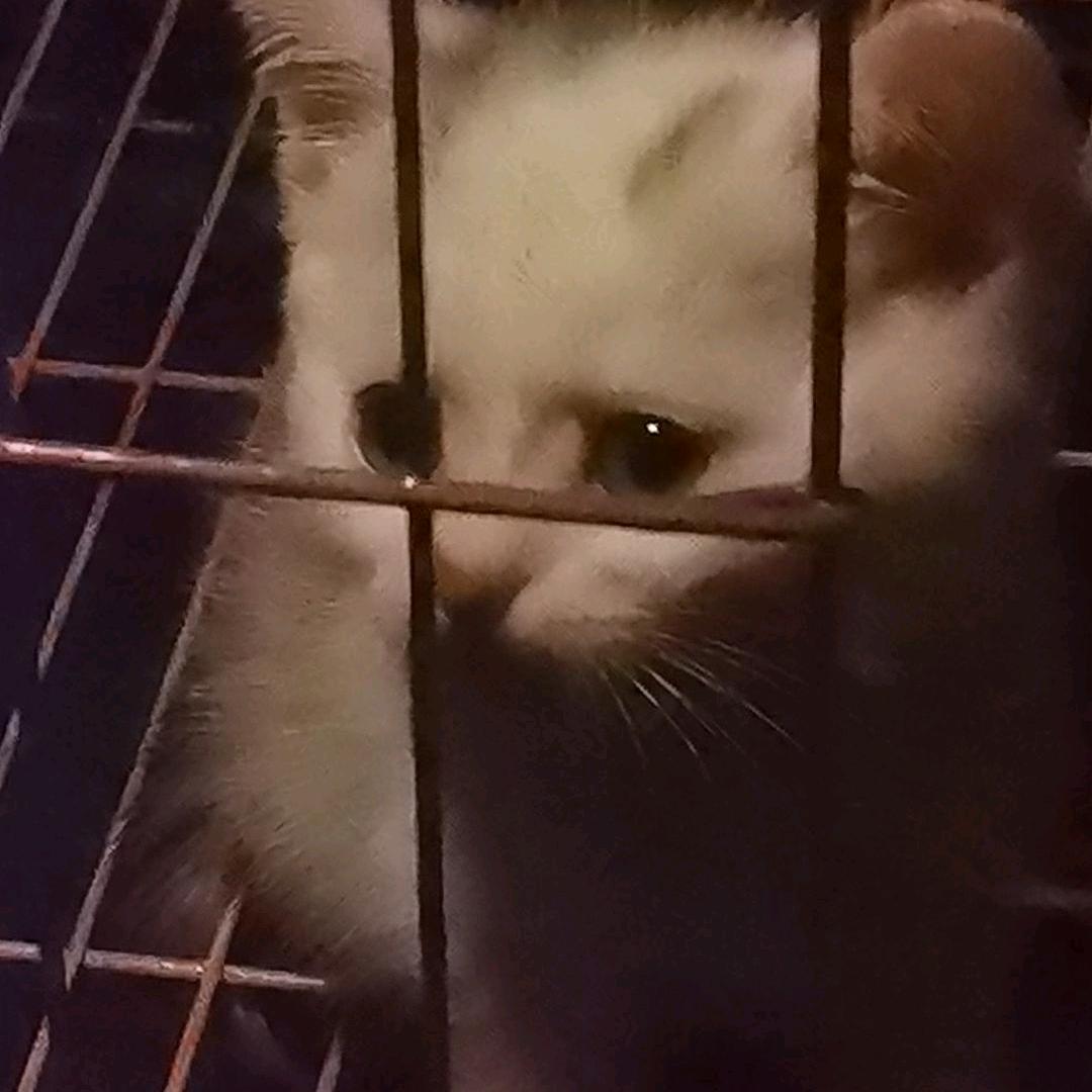 极品飞车之枫