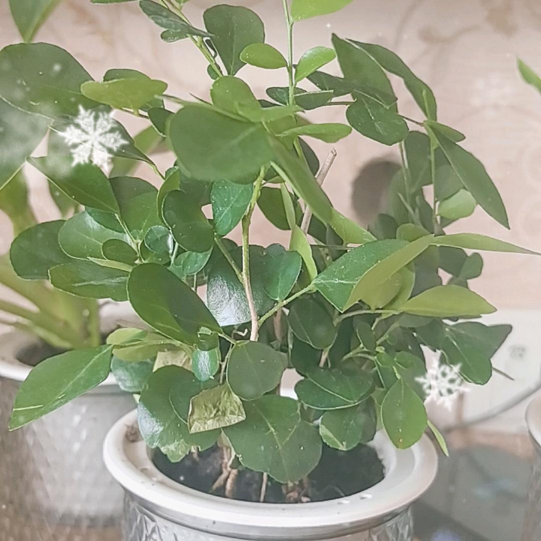 灰尘