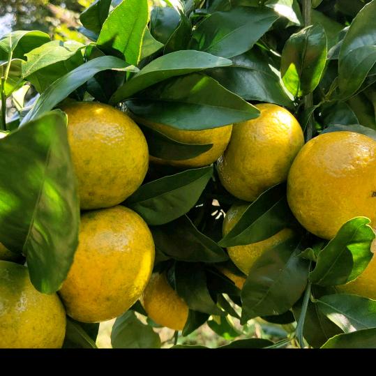 封心锁爱《拒绝私聊》