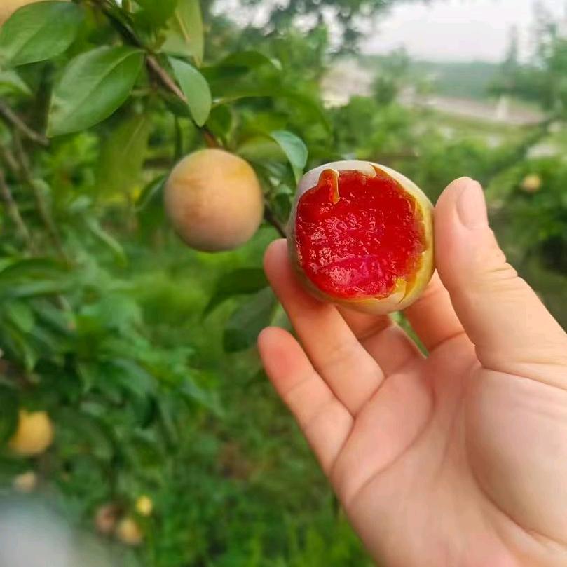 脆桃小李子鲜生