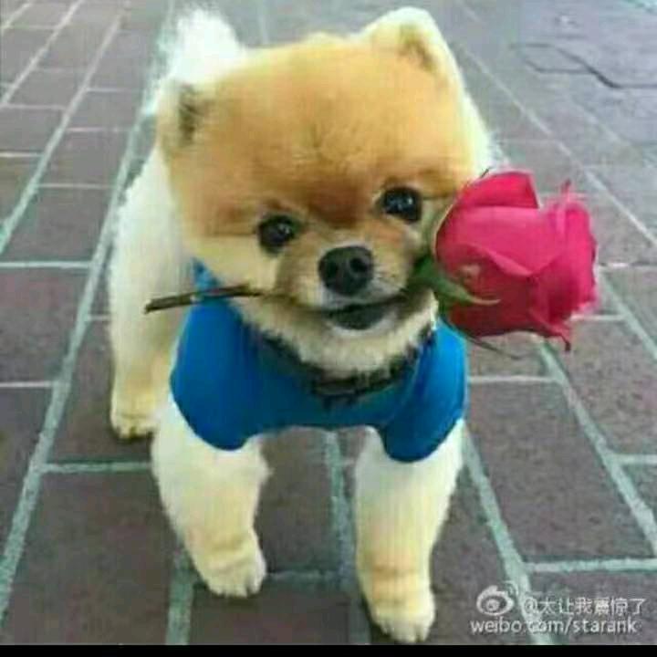 一头牛