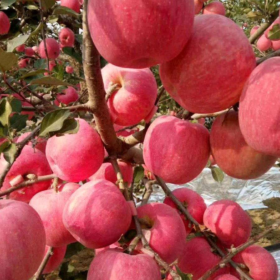 农村人    就这个样